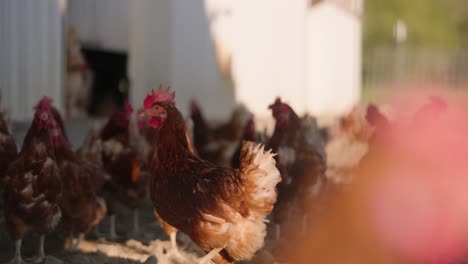 Chickens-roaming-outside-barn-on-sustainable-chicken-farm,-rack-focus-slow-motion-of-chicken-flock-and-coop