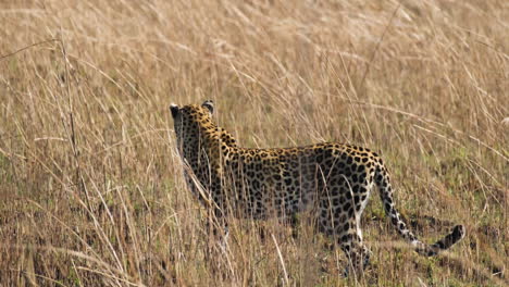 Afrikanischer-Leopard,-Der-Durch-Gras-Streift.-Nahaufnahme,-Kamerafahrt