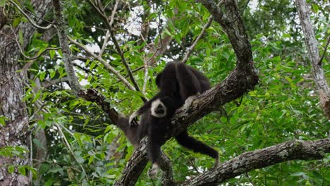 Grooming-a-younger-individual-while-resting-on-a-big-branch-as-the-camera-zooms-out,-White-Handed-Gibbon-Hylobates-lar,-Thailand