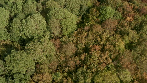 Overhead-aerial-shot-of-a-forest-changing-colour-in-Autumn