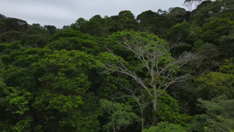 Toma-De-Drone-De-La-Selva-Exponiendo-El-Océano-Pacífico-En-Bahía-Solano,-Colombia