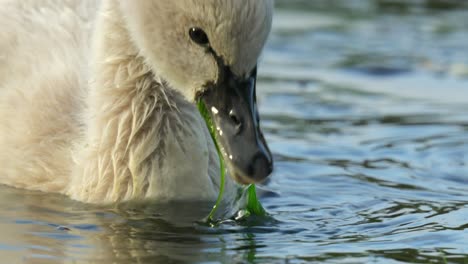 Close-up-of-head-of-a-black-swan-cygnet-feeding-on-water-plants-in-a-pond-in-slow-motion