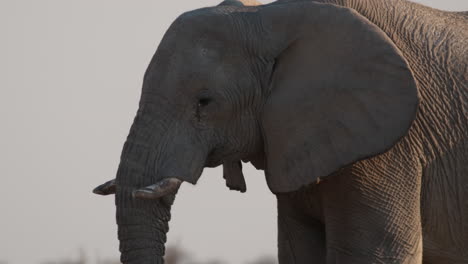 Cropped-Portrait-Of-African-Savanna-Elephant-Walking.-closeup