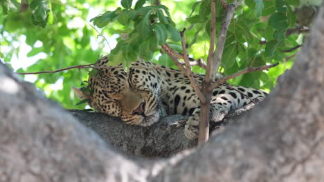 Afrikanischer-Leopard,-Der-In-Freier-Wildbahn-Auf-Einem-Baum-Schläft