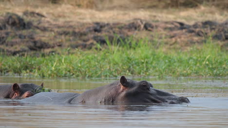 Hippopotamus-Submerged-In-River-In-Africa.-closeup
