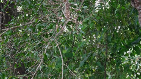 Seen-going-up-from-the-branch-in-which-it-was-eating-fruits,-White-Handed-Gibbon-Hylobates-lar,-Thailand