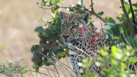 Leopardo-Africano-Mirando-El-Desierto-Del-África-Subsahariana