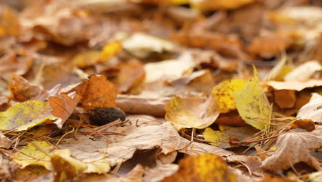 Goldbraune-Herbstblätter-Auf-Dem-Waldboden