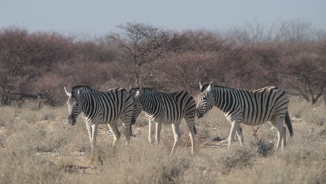 Herd-Of-Plains-Zebra-Walking-On-Grassland-In-Africa