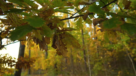 Herbstliches-Waldbaumlaub