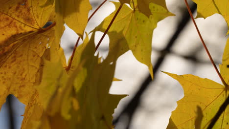 Nahaufnahme-Der-Farbenfrohen-Natur,-Ruhiger-Herbst,-Goldenes-Laub-Am-Baum-Im-Herbstlichen-Herbst