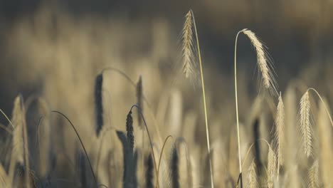 Ripe-golden-ears-of-wheat