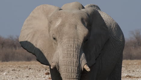 Nahaufnahme-Eines-Afrikanischen-Buschelefanten-Im-Sonnenlicht