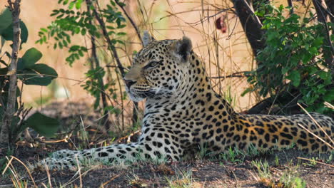 Wachsamer-Afrikanischer-Leopard,-Der-Durch-Büsche-Ruht.-Nahaufnahme