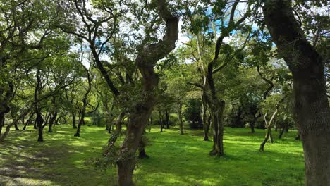 árboles-Centenarios-Con-Troncos-Retorcidos-En-Carballeira-Municipal-De-Baio-Senderismo-En-España