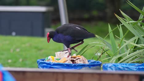 Pukeko-bird-tries-to-find-food-in-a-rubbish-bin-in-a-park-in-New-Zealand