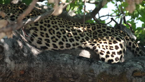 Gefleckter-Körper-Eines-Afrikanischen-Leoparden,-Der-Auf-Einem-Baum-Schläft