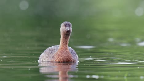 New-Zealand-Dabchick-close-up-slow-motion-swimming-on-a-pond-then-shakes-off-water-from-its-feathers