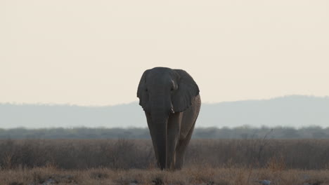 Retrato-Frontal-Del-Elefante-De-La-Sabana-Africana-Vagando