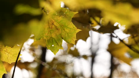 Autumnal-Golden-Foliage-On-Maple-Tree-In-Autumnal-Fall