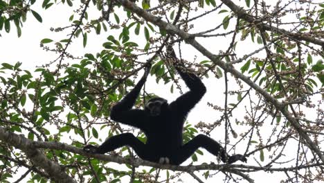Spreading-its-legs-wide-apart-showing-off-its-lovely-white-genitals-while-hands-holding-branches-to-balance-as-the-camera-zooms-out,-Pileated-Gibbon-Hylobates-pileatus,-Thailand