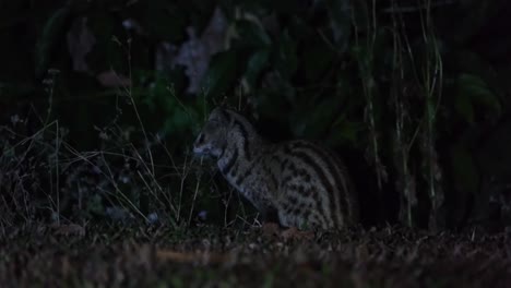Seen-facing-to-the-left-and-turns-its-head-around-to-pay-attention-to-its-surroundings,-Small-Indian-Civet-Viverricula-indica,-Thailand