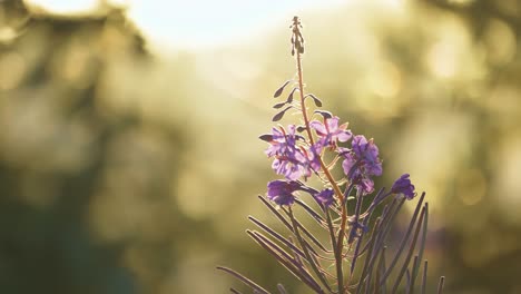 Bright-pink-fireweed-flowers-lit-by-the-warm-setting-sun