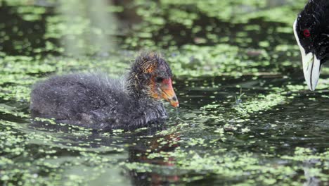 Australischer-Blässhuhn-Vogelbaby-Mit-Schwimmenden-Und-Fütternden-Eltern-In-Zeitlupe