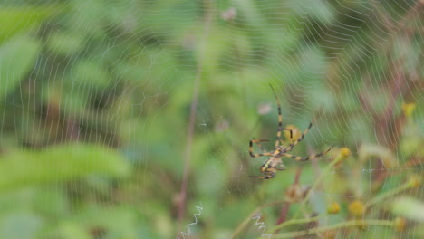 Signature-Spider-turns-around-on-the-web-to-go-and-attack-something-on-the-other-side