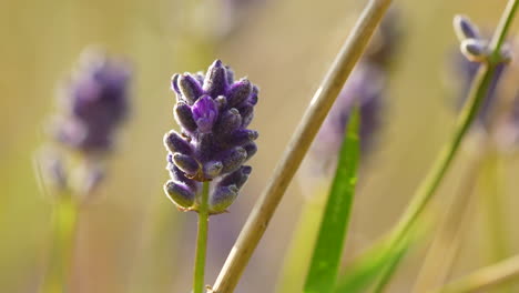 Single-lavender-flower-in-sharp-focus
