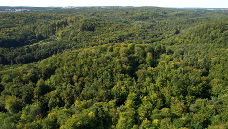 Grüner-Polnischer-Wald-Von-Oben