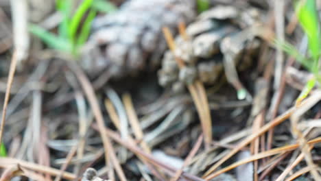 Close-Up-View-Of-Pine-Cone-On-Forest-Floor