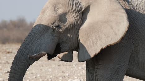 Nahaufnahme-Eines-Afrikanischen-Buschelefanten,-Der-Wasser-Durch-Seinen-Rüssel-Saugt