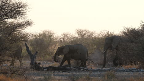 Afrikanische-Buschelefantenfamilie,-Die-Bei-Sonnenuntergang-Durch-Den-Wald-In-Afrika-Spaziert
