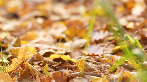 Golden-Brown-Autumnal-Leaves-On-Forest-Floor