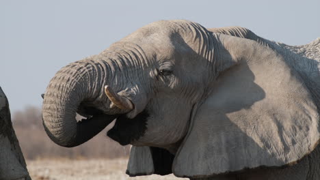 Nahaufnahme-Eines-Afrikanischen-Elefanten,-Der-Wasser-Durch-Seinen-Rüssel-Trinkt