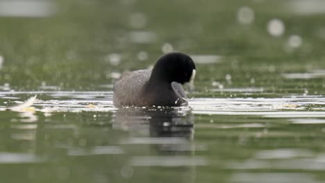 Adult-Australian-Coot-feeding-on-water-plants-in-a-pond-in-slow-motion