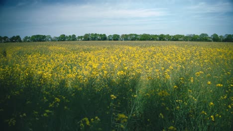 Yellow-rapeseed-field-blowing-in-the-wind-in-Jutland,-Denmark