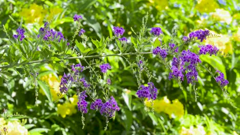 A-branch-of-a-blooming-golden-dewdrops-with-its-many-purple-tubular-flowers