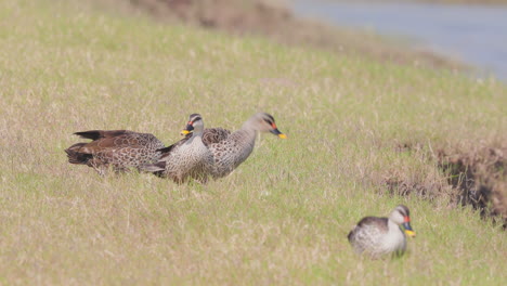 Four-Indian-Spot-Billed-ducks-in-grass-on-banks-of-a-lake-walking-and-standing-as-they-preen-the-feathers,-small-flock
