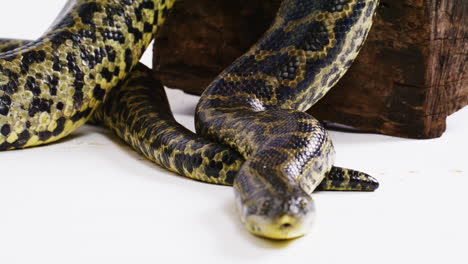 Yellow-anaconda-snake-on-white-background-slow-mo