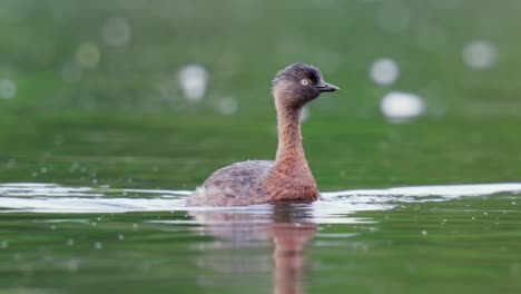 Curious-New-Zealand-Dabchick-aka-Weweia,-a-water-bird-looks-at-camera-as-it-swims-on-pond-in-slow-motion