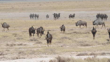 Herd-Of-Blue-Wildebeest-On-Grassy-Plains-In-Africa