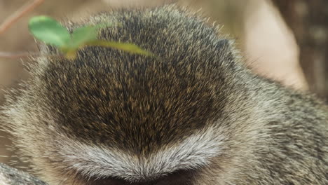 Closeup-Of-Furry-Head-And-Face-Of-A-Vervet-Monkey