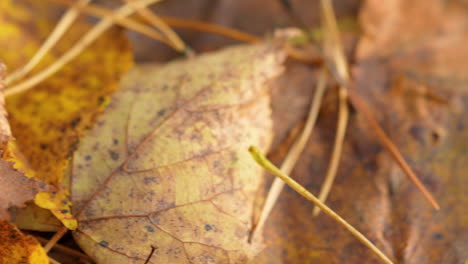 Macro-Close-Up-View-Of-Golden-Autumnal-Leaves-On-Forest-Floor