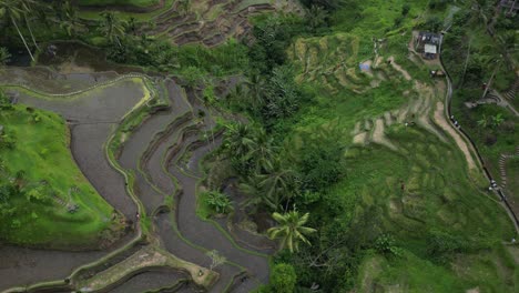 Tegalalang-Rice-Terrace-in-Bali,-Indonesia-on-a-cloudy-afternoon,-aerial