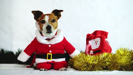 Energetic-Jack-Russell-in-Santa-suit-ready-for-Christmas-festive-season