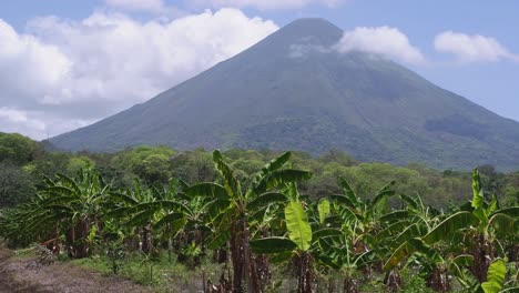 Pan-across-banana-plantation-on-tropical-island-of-Ometepe,-Nicaragua