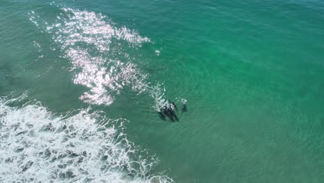 Delfinspringen-In-San-Diego-In-Kalifornien,-Vereinigte-Staaten