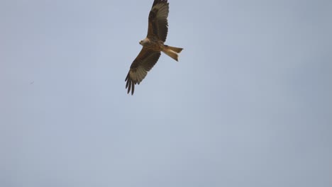 Majestic-red-kite-eagle-in-the-air-gliding-and-soaring-against-blue-sky-in-summer---close-up-tracking-shot